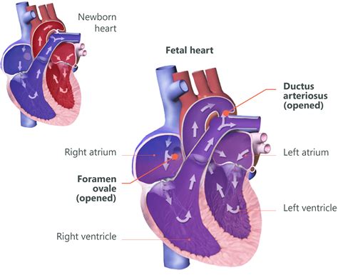 Harmonizing Dreams: Connecting the Dots Between Baby Heartbeats and Future Visions