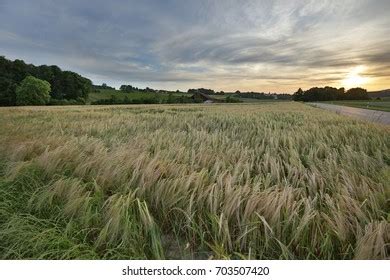 Harmony with Nature: The Therapeutic Influence of Bountiful Grain Fields