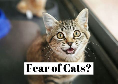 Harnessing Courage: Overcoming the Fear of Cats