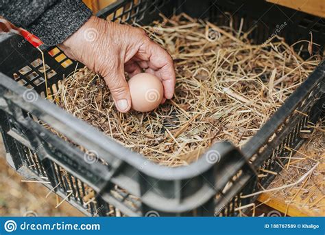 Harvesting and Preparing Fresh Eggs and Meat