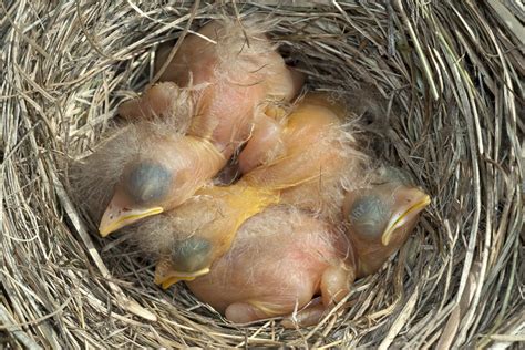Hatching Hope: The Inspirational Tale of Majestic Nestlings