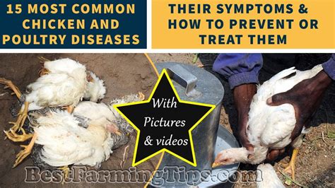 Health Care and Disease Prevention in Guinea Fowl