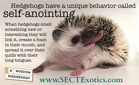 Hedgehogs: Keepers of Concealed Wisdom