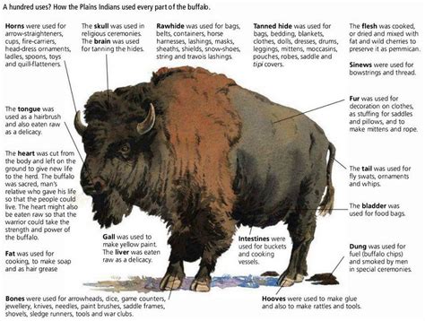 Historical Significance of Bison in Native American Culture