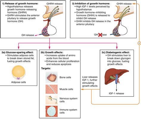 Hormonal and Physiological Factors