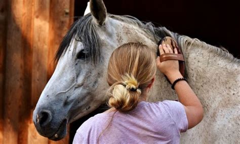 Horses Unveiled: Demystifying Equine Anxiety