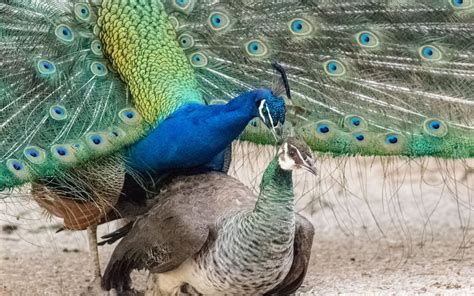 How Peacocks Communicate: Calls, Displays, and Body Language