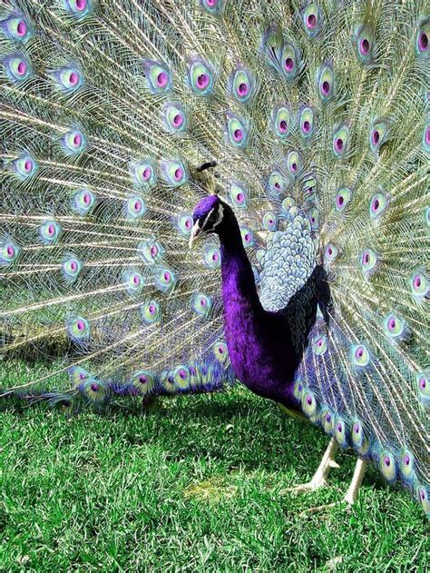 Human Fascination and Obsession with the Gilded Peafowl