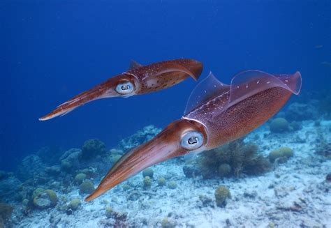 Hunting Techniques: How Colossal Squid Capture Their Prey