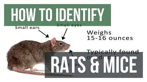 Identifying Personal Associations with Rats