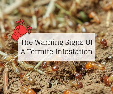 Identifying the Signs of an Infestation