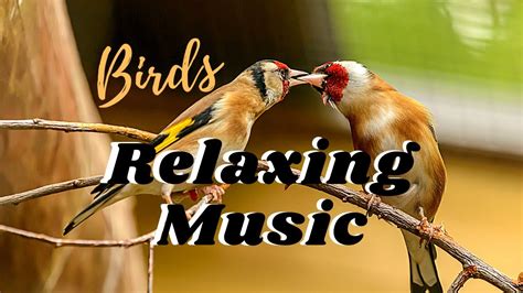 Imagining Birds' Songs: A Musical Escape