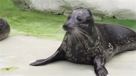 Immerse Yourself in the Enchanting World of Seal Feeding