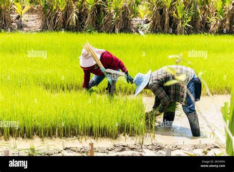 Immersing Yourself in the Serene Atmosphere of a Lush Rice Paddy