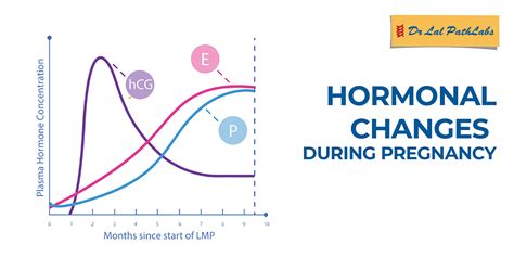 Impact of Hormonal Changes on Dream Patterns During Pregnancy