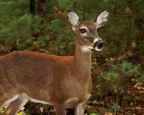 Importance of the Appearance of the Doe