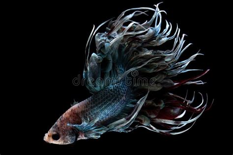 In Literature and Art: Exploring the Role of the Mysterious Dark Betta Fish in Cultural Representations