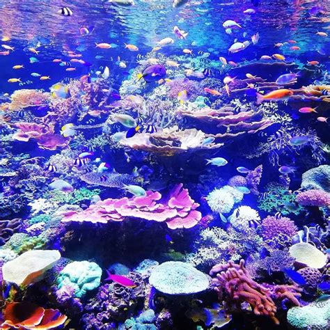 Indulge in the Mesmerizing Spectrum of Coral Reefs