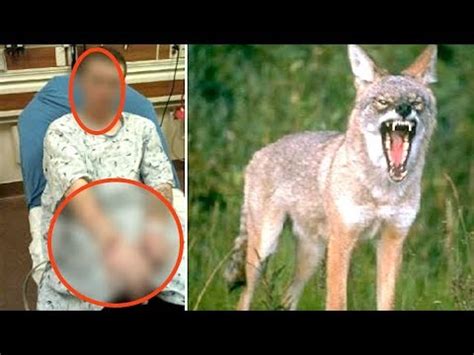 Influence of Past Experiences on Coyote Attack Dreams