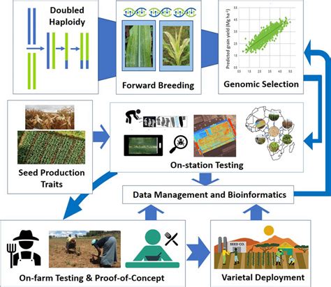 Innovations in Maize Corn: Biofortification, Hybridization, and Future Possibilities