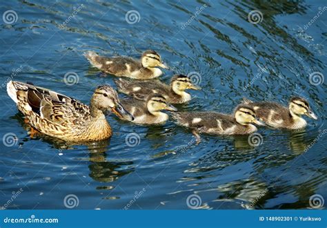 Insightful Suggestions for Analyzing Your Visions of Duck Offspring Emergence