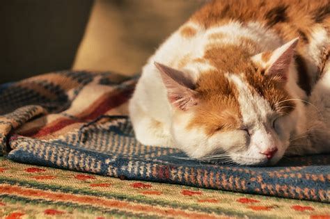 Insights into the Mind of Felines: Exploring the Symbolism and Psychology behind Cats' Reproductive Gestures