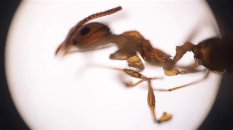 Insights into the Psyche through the Lens of Ant Hunting Dreams