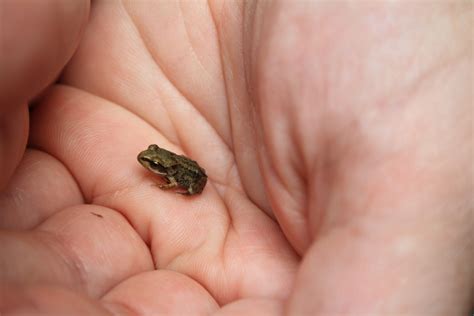 Inspiring Lessons from the Enchanting Experience of a Petite Amphibian
