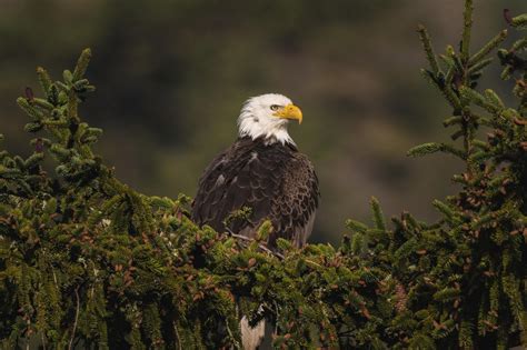 Interpreting the Eagle as a Symbol of Strength and Majesty