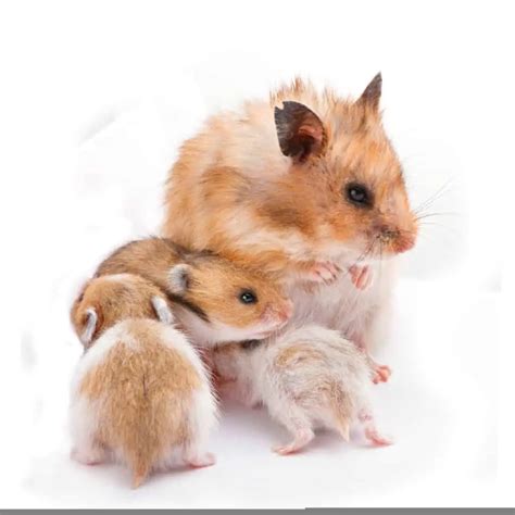 Interpreting the Hamster as a Symbol of Nurture and Motherhood