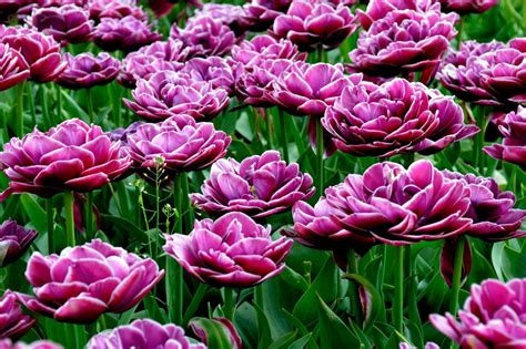 Interpreting the Individual Reflections and Desires in Dreams Involving Tulip Bulbs
