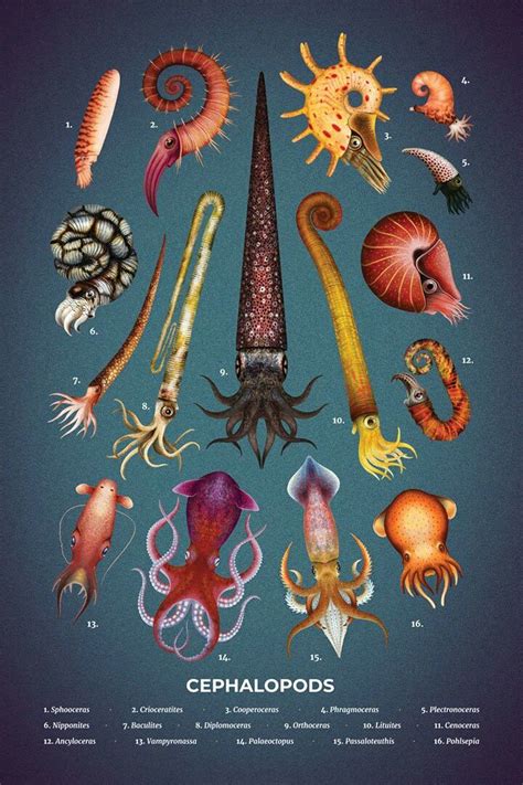 Interpreting the Symbolism: Exploring the Significance of Dreaming About a Gigantic Cephalopod