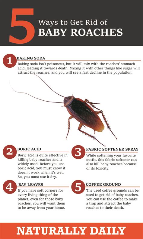 Keeping Roaches Out: Crucial Steps for Deterrence