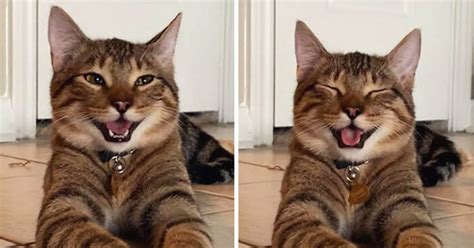 LOL Cats and Viral Videos: How Feline Laughter Became an Internet Sensation