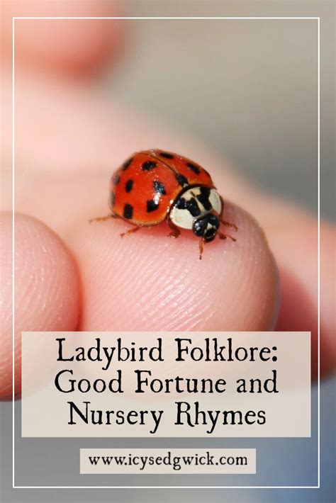 Ladybugs in Cultures and Folklore