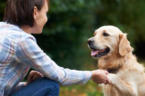 Learning from Experienced Canine Owners