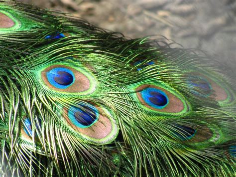 Legends of the Majestic Plumage: Peacock Feathers in Mythology and Folklore