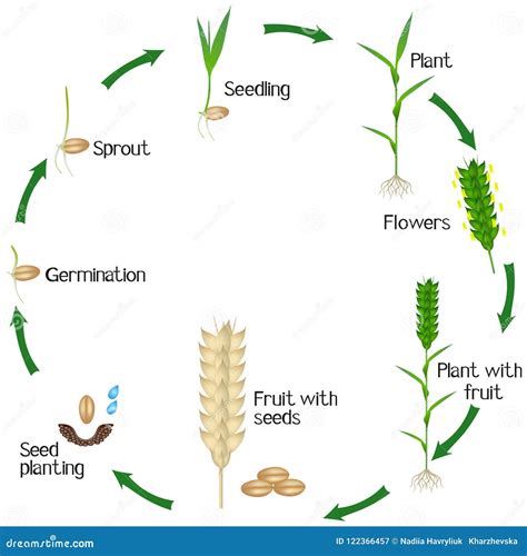 Life Cycle of the Golden Grain: From Seed to Harvest