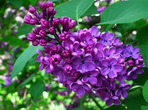 Lilac in Nature: Appreciating the Splendor and Significance of Purple Flowers