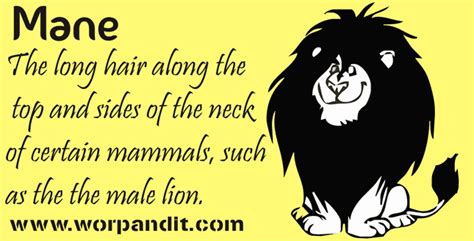 Longings for a Full Mane: Interpretations of Symbolic Meanings