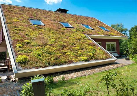 Maintaining Your Eco-Roof: Essential Tips for Sustaining a Flourishing Sanctuary