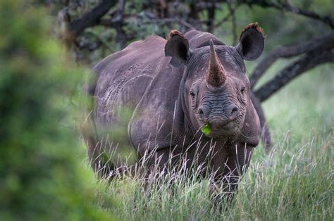 Majestic Encounters: Witnessing the Black Rhino in its Natural Habitat