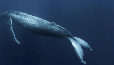 Majestic Giants of the Ocean: Understanding the Significance of Whale Conservation