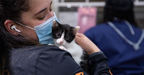Make an Impact: Assisting Vulnerable Animals and Providing Hope