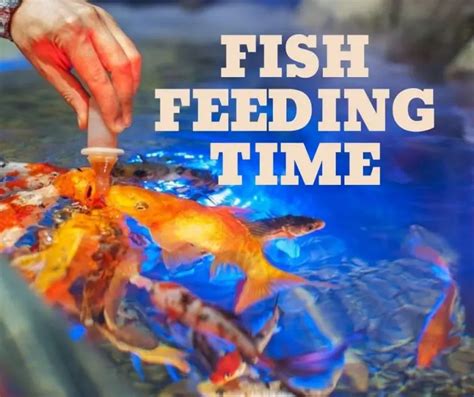 Making Fish Feeding Time Fun and Engaging