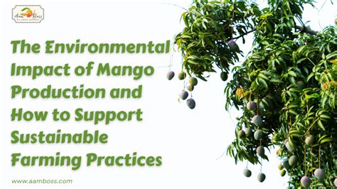 Making a Difference: Supporting Sustainable Mango Farming Practices