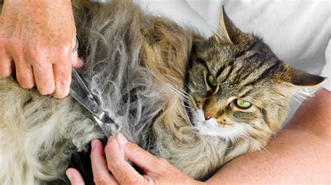 Managing the Needs of Cats with Luxuriant Fur