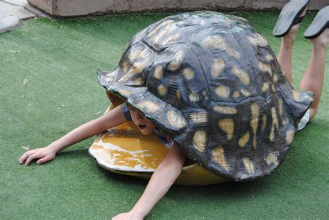 Mastering Emotional Boundaries: Insights from the Turtle's Protective Shell