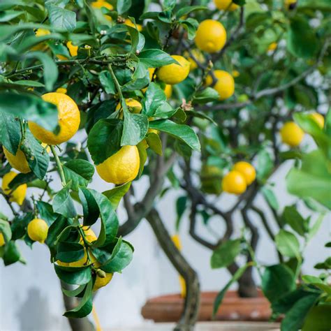 Mastering the Art of Cultivating Your Own Lemon Tree