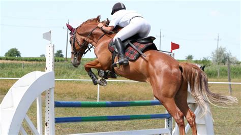 Mastering the Fundamentals of Equine Leaping